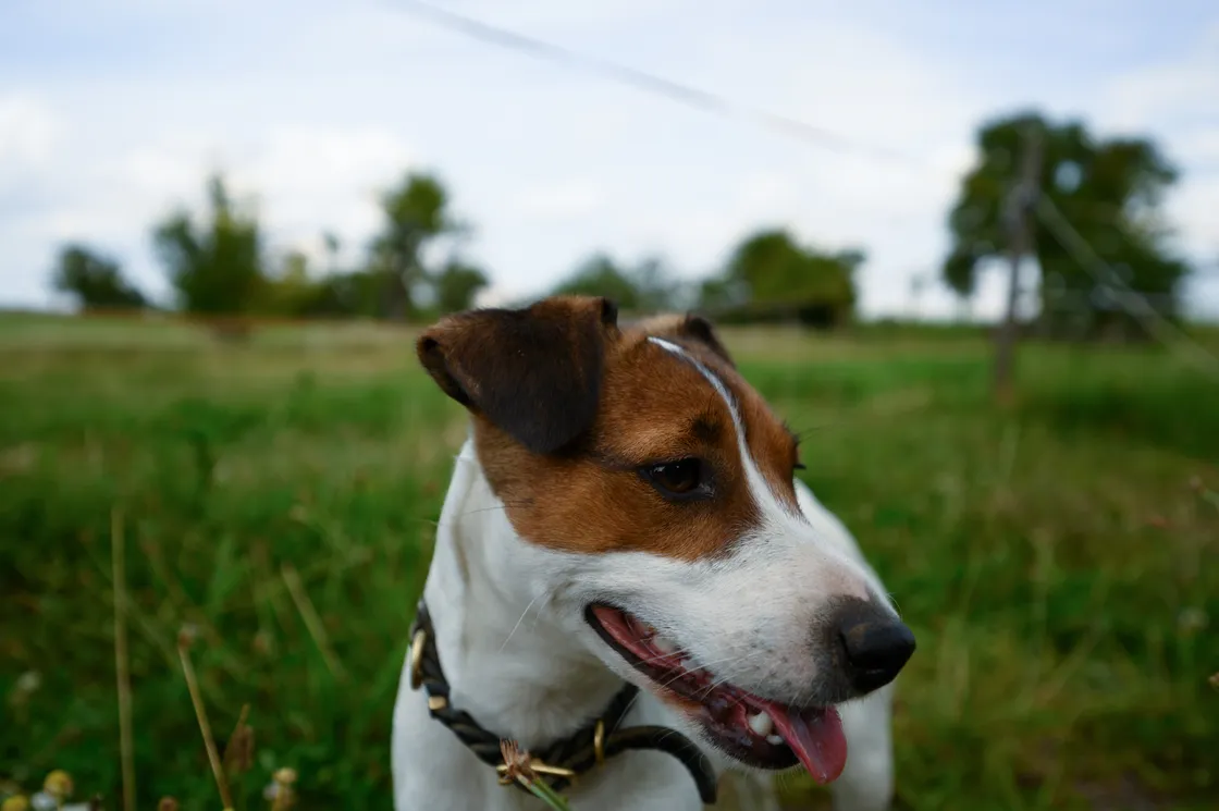 cover for Tierische Begleiter